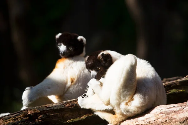 Grupo Macacos Estão Andando Redor Grama Verde — Fotografia de Stock