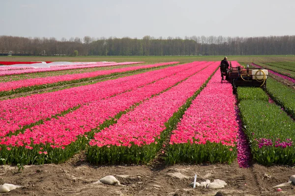 Praca Maszyny Rolniczej Oddzielania Tulipanów Kwiatowych Głów Bulwy Tulipanowej Aby — Zdjęcie stockowe