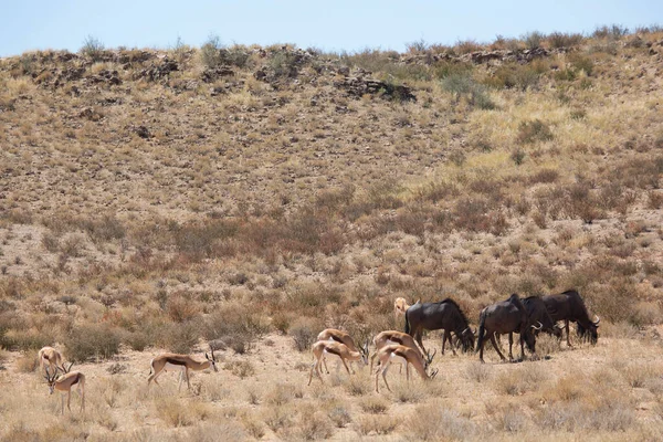 Springbok Antidorcas Marsupialis Spacery Wypas Suchych Łąkach Pustyni — Zdjęcie stockowe