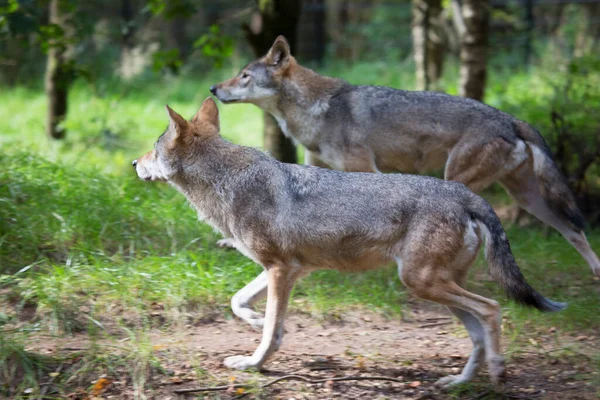 Lobos Eurasiáticos Comunes Canis Lupus Observando Caminando Por Bosque —  Fotos de Stock