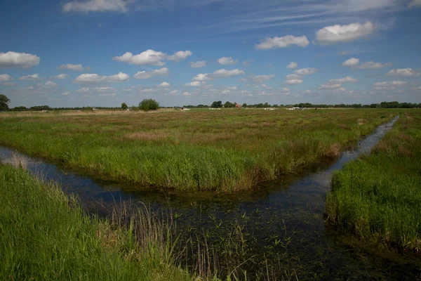 Nehir ve yeşil çimenli kırsal alan