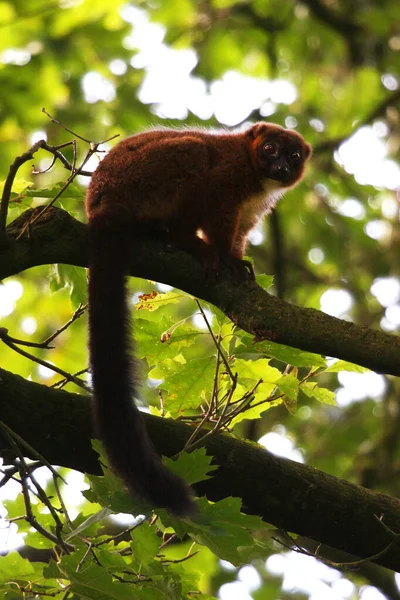 Kırmızı karınlı Lemur (Eulemur rubriventer)
