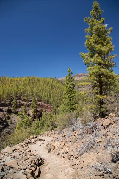 Parlak güneş ışığında subtropikal orman sahnesi