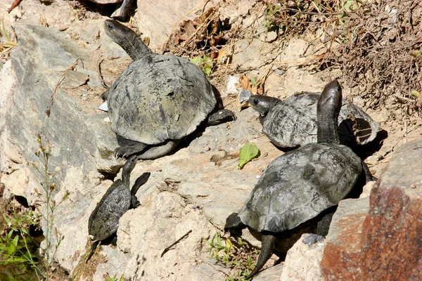 Close Zicht Van Schattige Schildpadden — Stockfoto