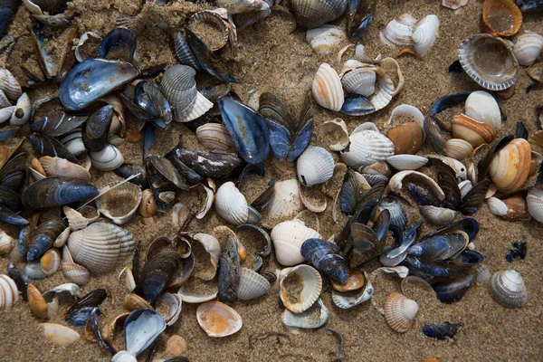 海岸の貝殻や貝殻は — ストック写真
