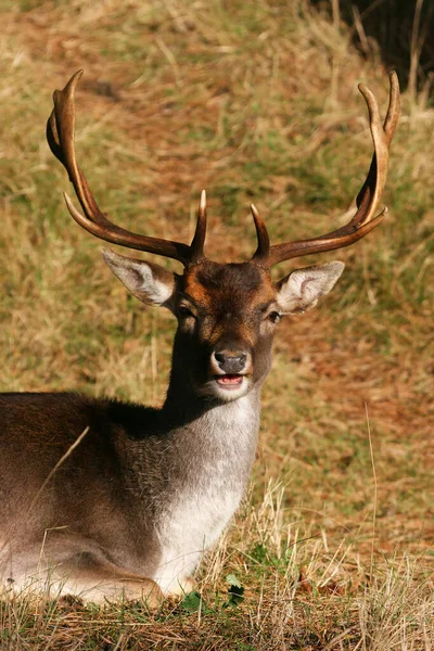 Cerfs Dans Forêt Gros Plan — Photo