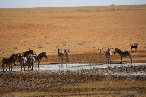 Dağ zebrası, Equus zebrası açık çayırlarda ayakta ve otluyor.