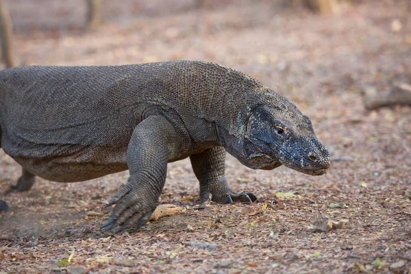 Komodo ejderhasının doğal ortamdaki yakın çekimi.