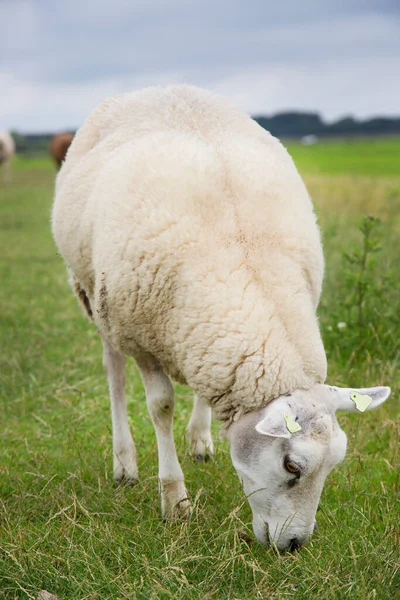 Schafe Einem Feld Hochland Schottland — Stockfoto