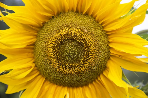 Ayçiçeği, sarı bir çiçeğin arka planında yakın plan.