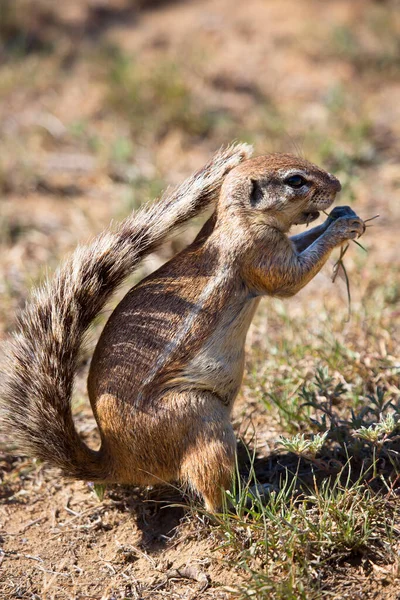 Kaap Grondeekhoorn Xerus Inauris — Stockfoto