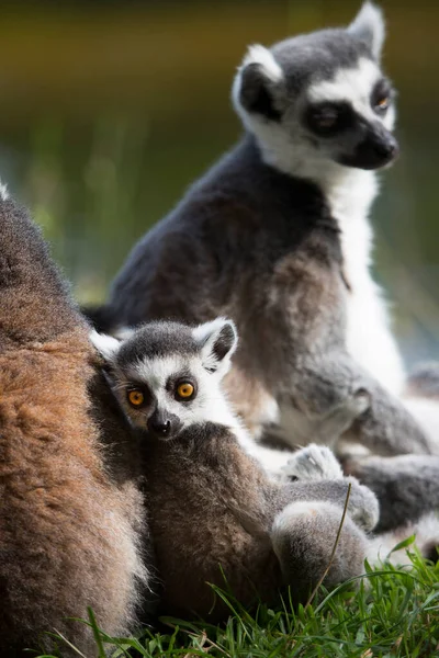 Blick Auf Ringschwanzmaki Catta — Stockfoto