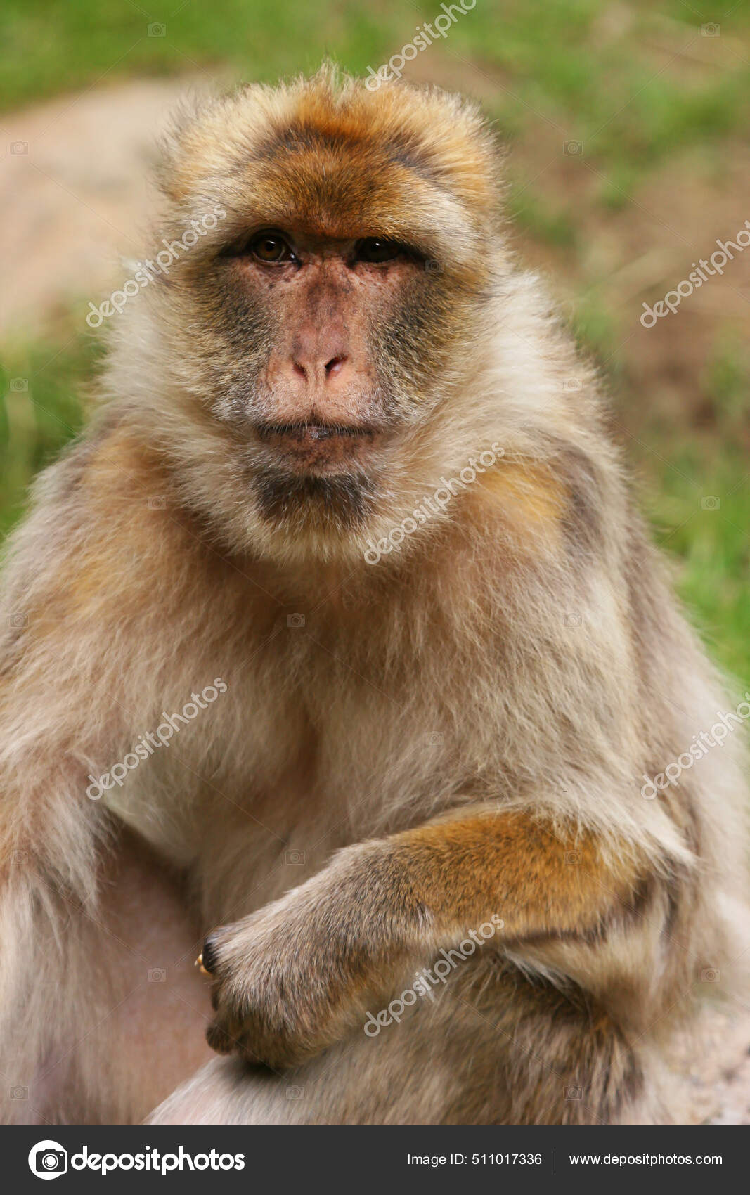 A intrigante imagem de macaco com mangusto no colo que concorre a prêmio de  fotos de vida selvagem, Meio Ambiente