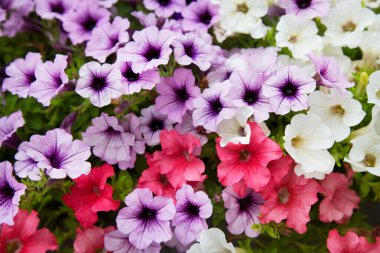 Bahçedeki güzel çiçekler