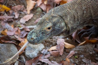 Komodo ejderhasının doğal ortamdaki yakın çekimi.