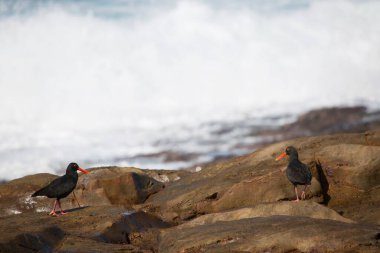Bir kayanın üzerinde duran martıların yakın plan çekimi.