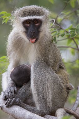 Anne Velvet Maymunu 'nu, Chlorocebus Pigerythrus' u ve bebek emziren sütü yakın planda besleyin.