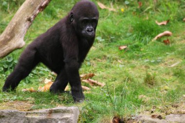 Yeşil tropikal ormanda bonobo. Yeşil doğal arkaplan 