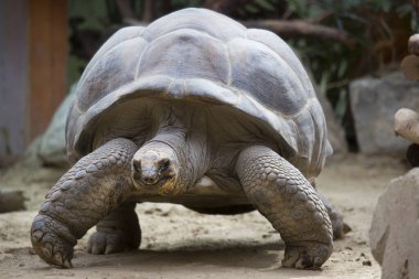 Dev kaplumbağanın yakın görüntüsü