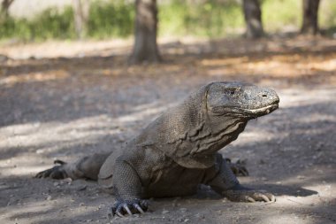 Komodo ejderhasının doğal ortamdaki yakın çekimi.