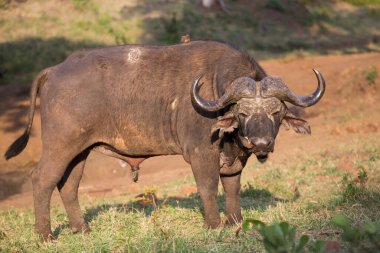 Kenya savanındaki Afrika bufalosu.