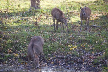 Ormanda genç bir geyik