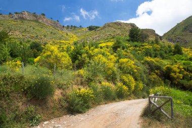 Sicilya 'nın iç dağlarına doğru uzanan süpürgeli kırsal arazi yolu.