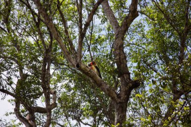 Ağaçta tünemiş vahşi kuş manzarası 