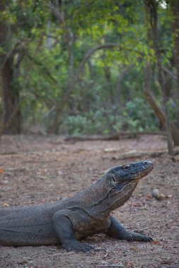 Komodo ejderhasının doğal ortamdaki yakın çekimi.