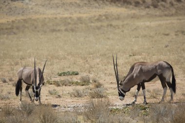 Gemsbok sürüsü ya da Güney Afrika antilobu, Afrika antilobu ceylanı Kalahari çölündeki kuru otların arasında yürüyor ve otluyor.