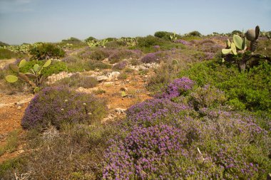 Dağlarda güzel çiçekler