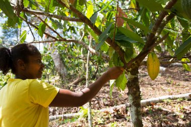 Kakao tohumu toplayan kadın, seyahat çekimi.