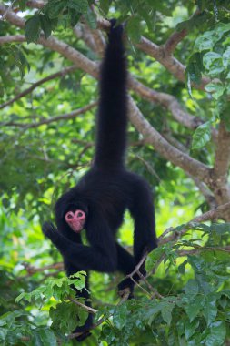 Kırmızı yüzlü örümcek maymunu, Ateles paniscuscaught, doğal ortamında