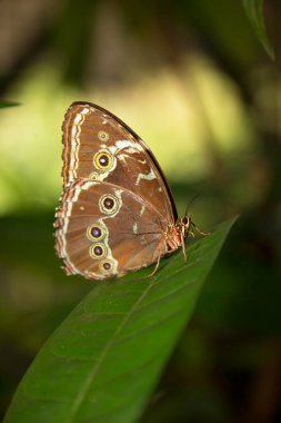 Kelebeğin yeşil yaprakların üzerinde otururken yakın plan görüntüsü.