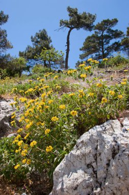 Akdeniz dağlarında yabani çiçekler açan Kudüs adaçayı, Phlomis fruticosa