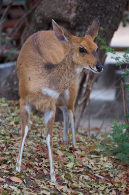 Vahşi doğadaki en tatlı geyik manzarası