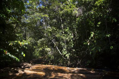 Ormanın güzel manzarası
