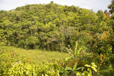 Tropik yeşillik ve güzel dağ manzarası.
