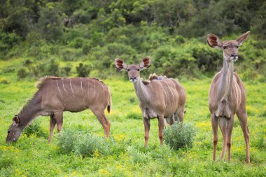 Savanadaki vahşi antilop manzarası  