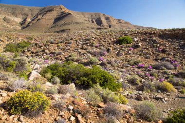 Arkasında dağlar olan güzel çöl manzarası.