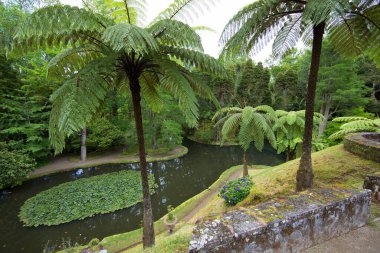 Yeşil yapraklı güzel tropikal bahçe