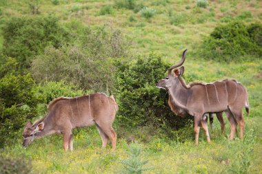 Savanadaki vahşi antilop manzarası  