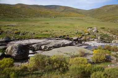 Güzel yaz manzarası. doğa arkaplanı