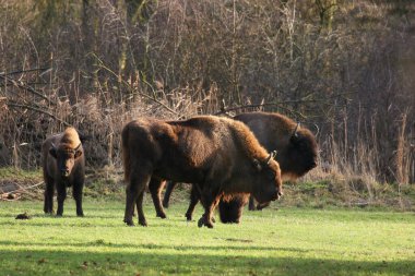 Vahşi doğada bir bizon
