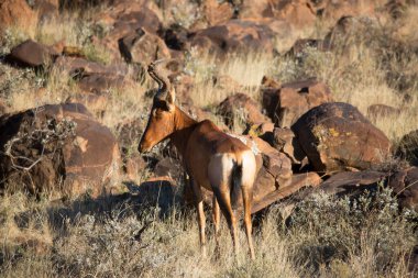 Yaygın tsessebe veya sassaby, Damaliscus lunatus, alt türler lunatus, kuru çayırlarda otlayan