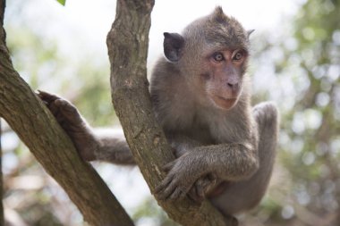 Yengeç yiyen ya da uzun kuyruklu macaque, Macaca fascicularis, bölgeyi rahatça gözlemliyor.