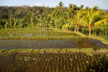 Çeltik tarlaları ya da pirinç bitkilerinin yetiştiği Sawa arazisi