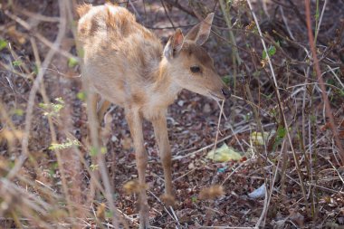 Geyiklere yakın çekim, Javan rusa veya Sunda sambar, Rusa timorensis 