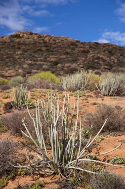 Dağların güzel manzarası