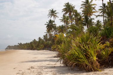 Palmiye ağaçları olan güzel tropikal plaj